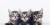 Koty3-scaled-1284x642.jpg